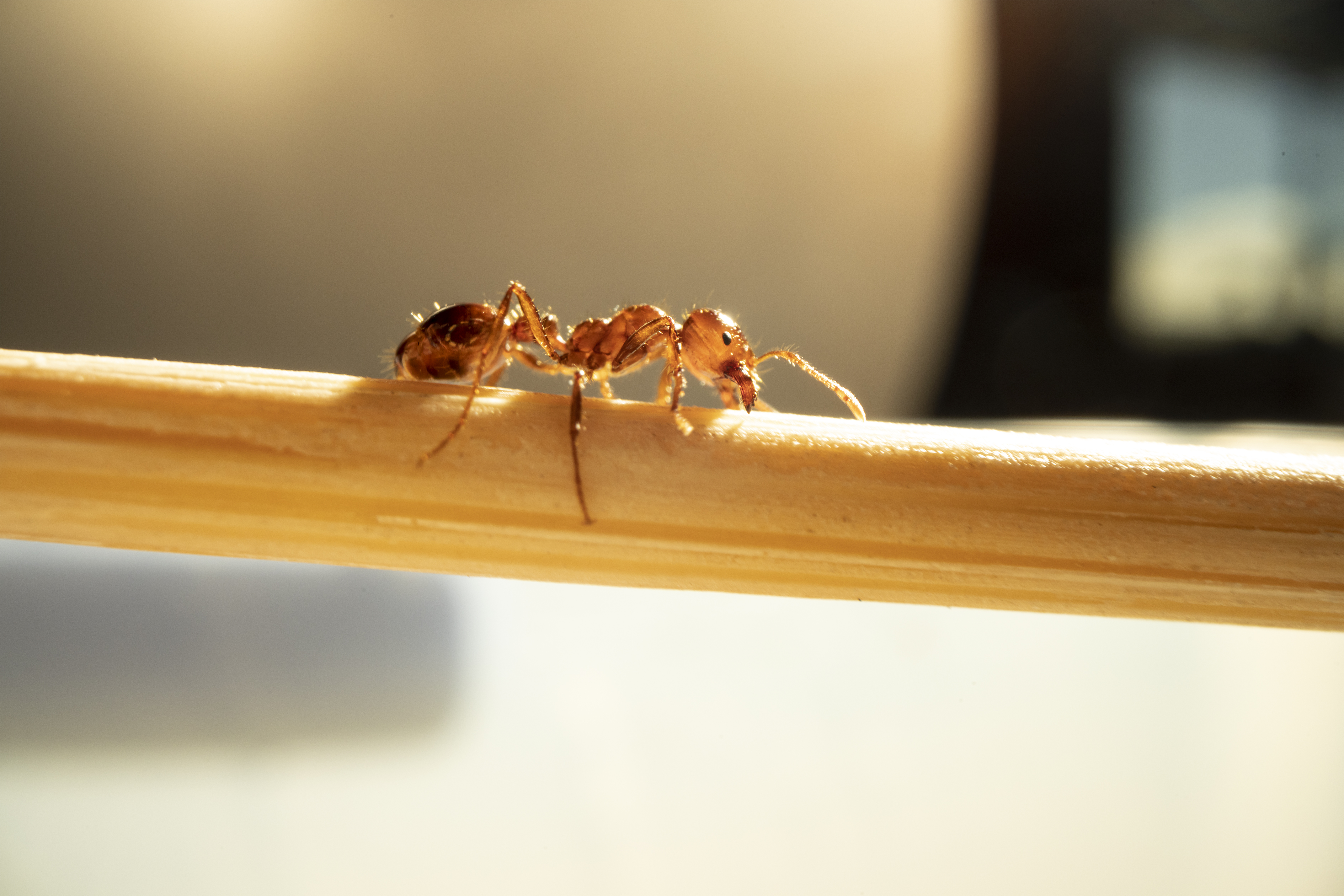 Don’t risk the heat that fire ant spreads can bring to you and your